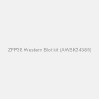 ZFP36 Western Blot kit (AWBK34385)